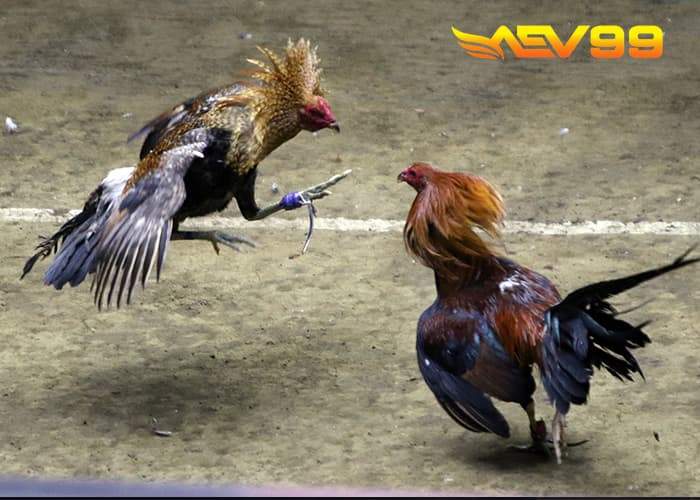 Giới thiệu luật chơi cá cược đá gà cựa dao tại Đá Gà AEV99 Giới thiệu luật chơi cá cược đá gà cựa dao tại Đá Gà AEV99